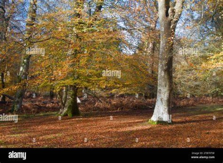 Are beech trees allelopathic?
