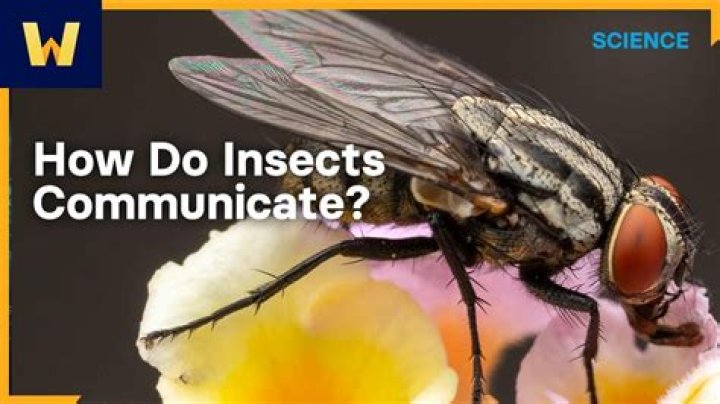 How do some insects communicate?